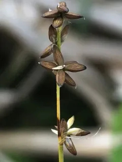 Rye-grass Sedge thumbnail 3