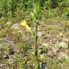 northern evening-primrose thumbnail 4