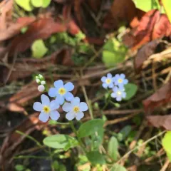 water forget-me-not thumbnail 4