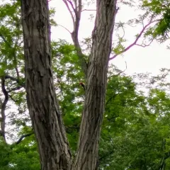 Red-headed Woodpecker thumbnail 2