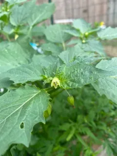 cutleaf groundcherry thumbnail 2