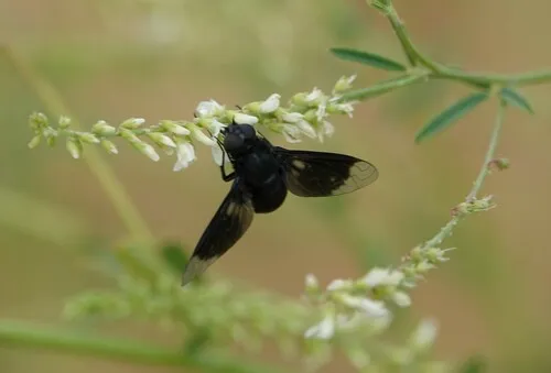 Thyridanthrax atratus