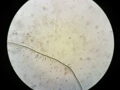 Cordyceps farinosa thumbnail 2