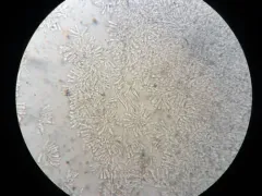 Indigo Oyster thumbnail 2
