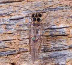 Blastopsocus variabilis thumbnail 1