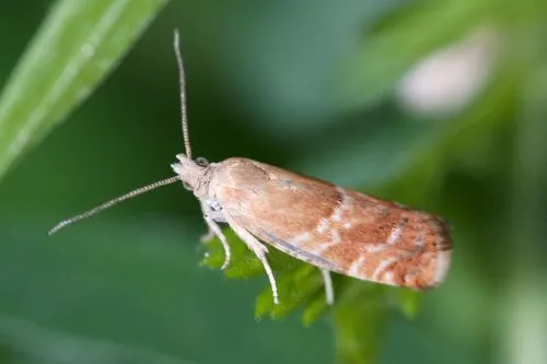 Willow Tortrix Moth