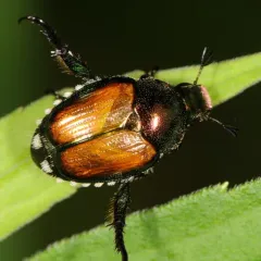 Japanese Beetle thumbnail 3