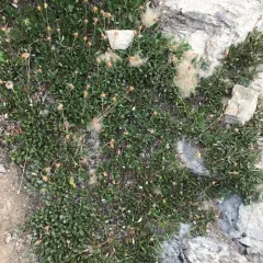 Yellow Mountain-avens thumbnail 3