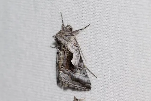 Surena Looper Moth