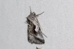 Surena Looper Moth thumbnail 1