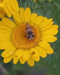 Spotted-wing Bromeliad Fly thumbnail 2