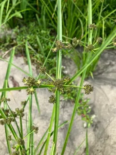 Variable Flatsedge thumbnail 2