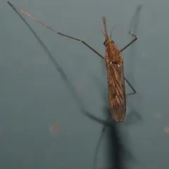 North American Malaria Mosquito thumbnail 3