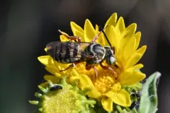 Triepeolus micropygius thumbnail 1