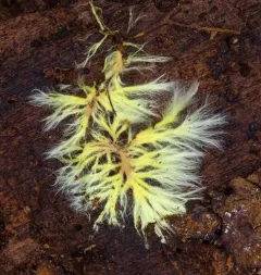 yellow cobweb thumbnail 3