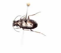 Sand-loving Bembidion Beetle thumbnail 3