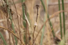 Dicymolomia metalliferalis thumbnail 3