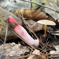 red stinkhorn thumbnail 4