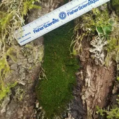 Knothole Moss thumbnail 4