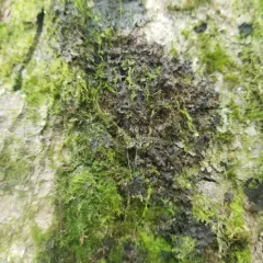 Leptogium laceroides thumbnail 4