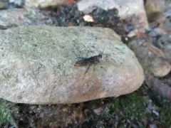 Urocerus taxodii thumbnail 2