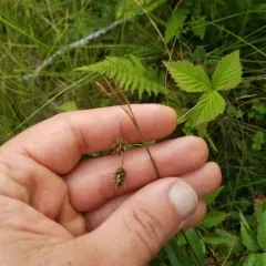 Tall Bog-sedge thumbnail 4