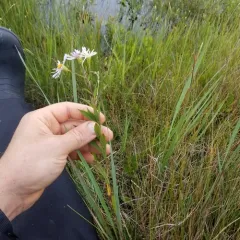 rough wood aster thumbnail 3