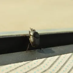 Bull-headed Dung Beetle thumbnail 3
