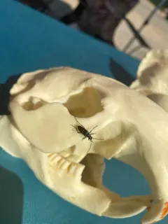 Xestoleptura behrensii thumbnail 3