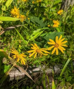 stiff-hair sunflower thumbnail 2