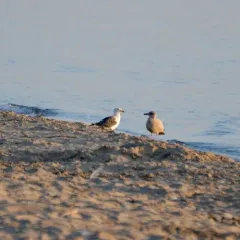 Lesser Black-backed Gull thumbnail 3
