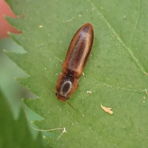 Black-banded Click Beetle