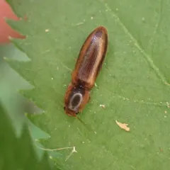 Black-banded Click Beetle thumbnail 1