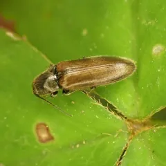 Hemicrepidius pallidipennis thumbnail 1