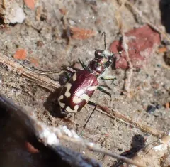 Crimson Saltflat Tiger Beetle thumbnail 3