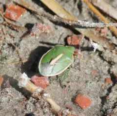 Chlorochroa faceta thumbnail 2