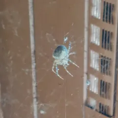 Barn Orbweaver thumbnail 3