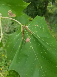 Sycamore Leaffolder Moth thumbnail 4