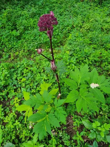 Korean angelica