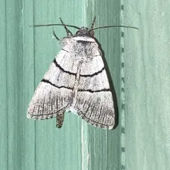 Sympistis barnesii thumbnail 4