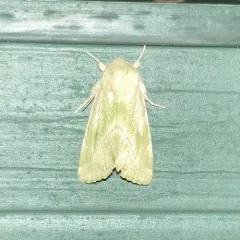 Elder Moth thumbnail 3