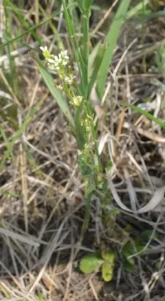Hairy Rockcress thumbnail 4