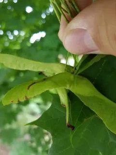 Norway Maple Pigmy Moth thumbnail 2
