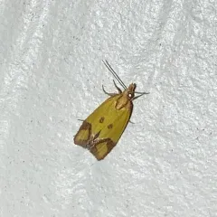 Knapweed Root Moth thumbnail 3
