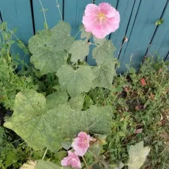 Hollyhock thumbnail 4