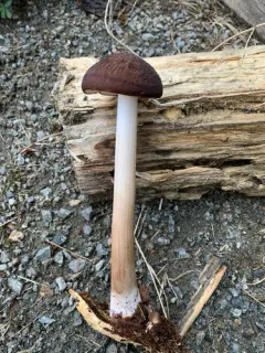 Oudemansiella rubrobrunnescens thumbnail 4