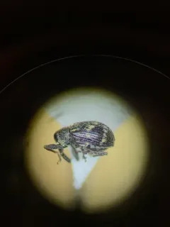 cranberry weevil thumbnail 1