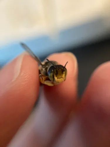 Megachile policaris