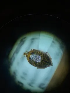 Peltodytes tortulosus thumbnail 3