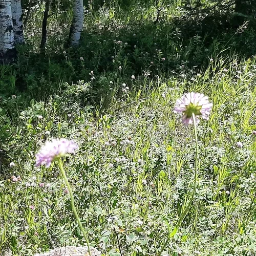 Field Scabious